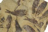 Fossil Fish (Gosiutichthys) Mortality Plate - Wyoming #357178-1